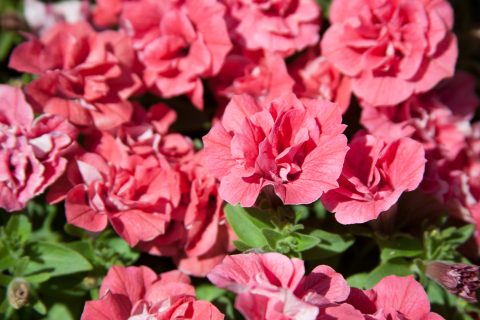 Petunia-Surfinia-Summer-Double-Salmon-001