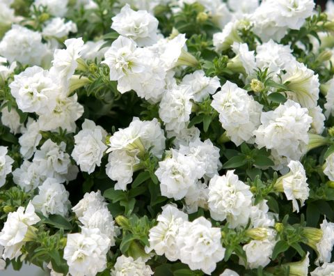 Petunia-Surfinia-Summer-Double-White-001