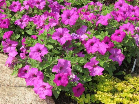 Petunia-Surfinia-Sumo-Bold-Lilac-301