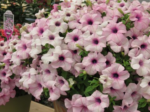 Petunia-Surfinia-Sumo-Glacial-Pink-001