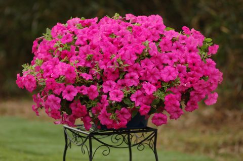 Petunia-Surfinia-Sumo-Pink-001