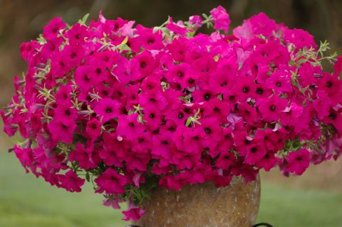 Petunia-Surfinia-Sumo-Plum-302