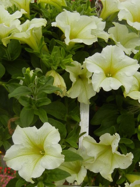 Petunia-Surfinia-Trailing-Lime-001