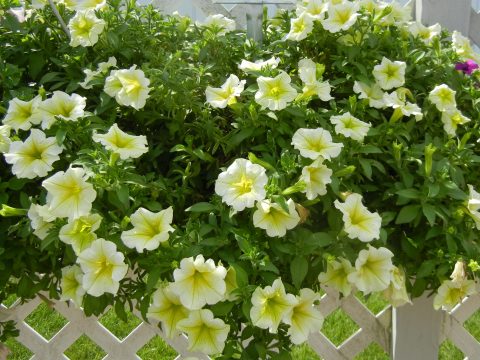 Petunia-Surfinia-Trailing-Yellow-001