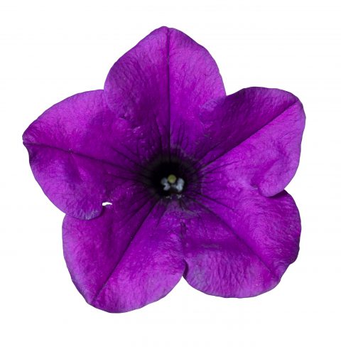 Petunia Surfinia Wild Plum_Z6S1840