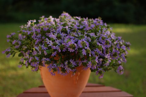 Scaevola-Surdiva-Classic-Blue-001