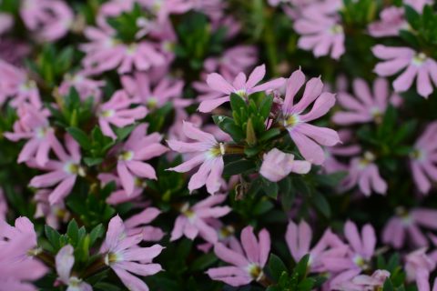Scaevola-Surdiva-Classic-Pink-001