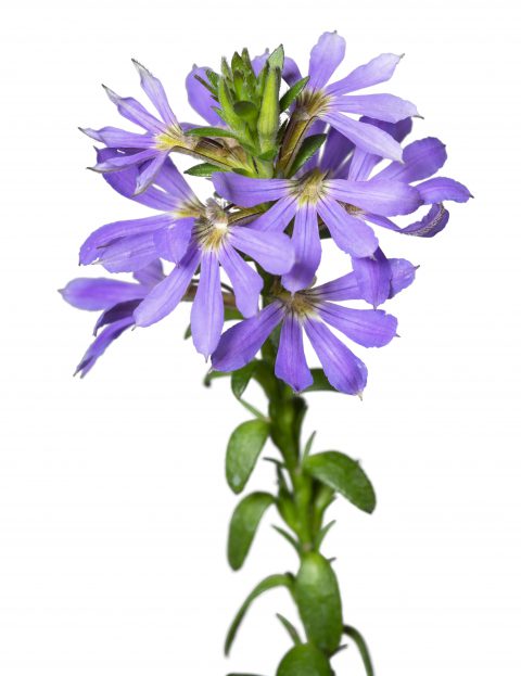 Scaevola Surdiva Sky Blue_Z6S2056