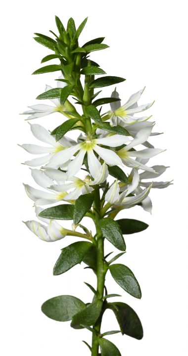 Scaevola Surdiva White Improved_Z6S2036