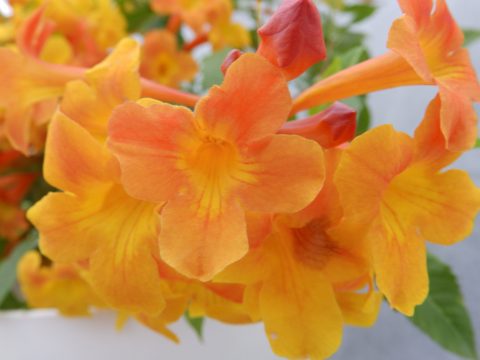Tecoma-Sun-Trumpets-Orange-002