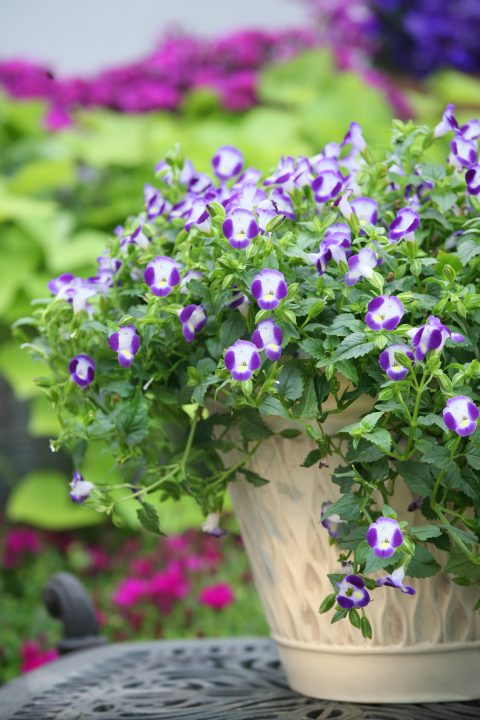 Torenia-Summer-Wave-Bouquet-Blue-301