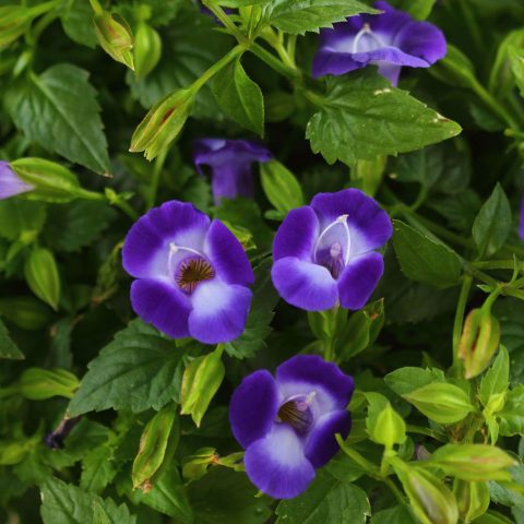 Torenia-Summer-Wave-Bouquet-Deep-Blue-001