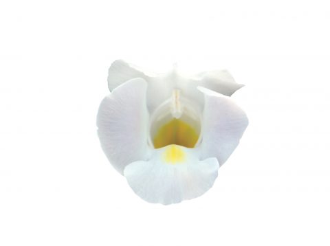 Torenia-Summer-Wave-Bouquet-White-101