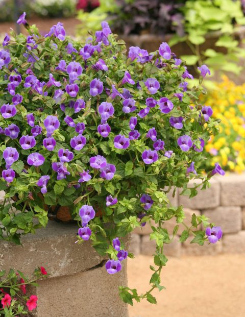 Torenia-Summer-Wave-Trailing-Large-Blue-302