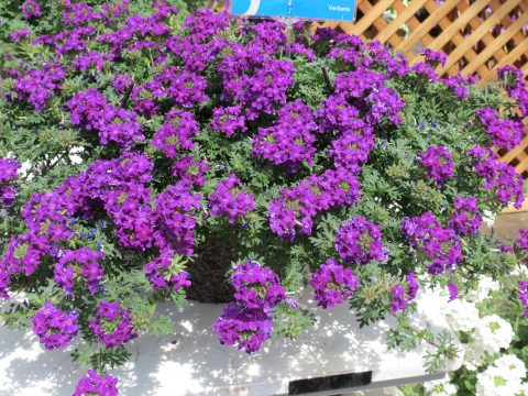 Verbena-Tapien-Blue-Violet-Improved-301