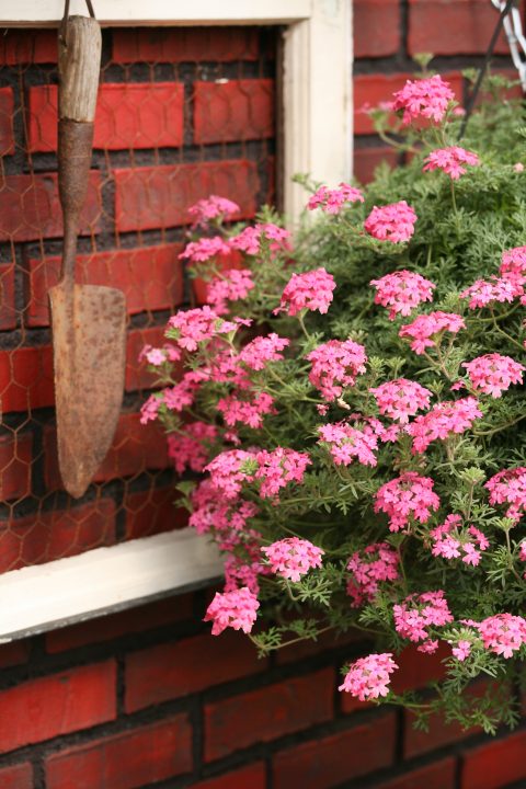 Verbena-Tapien-Pink-Improved-301