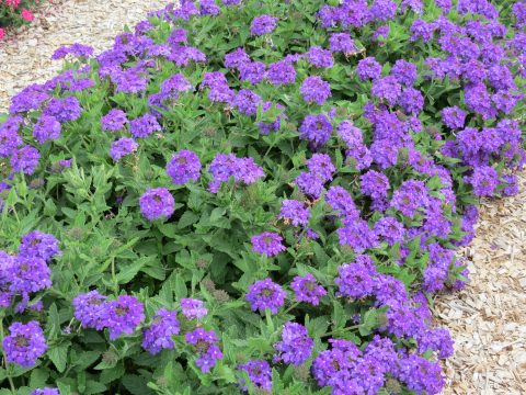 Verbena-Temari-Patio-Blue-301