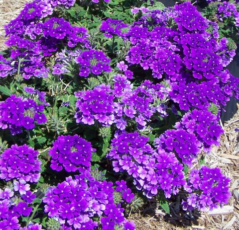 Verbena-Temari-Trailing-Blue-001