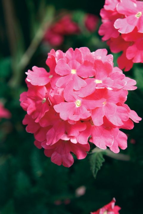 Verbena-Temari-Trailing-Bright-Pink-001