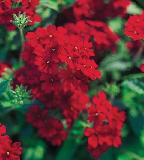 Verbena-Temari-Trailing-Red-001