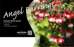 Angel Earrings Bench Card