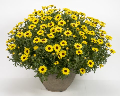 Grandaisy Yellow Improved