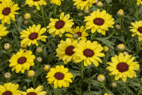 Argyrranthemum hybrid_Grandaisy_Yellow Improved_Z8P8923
