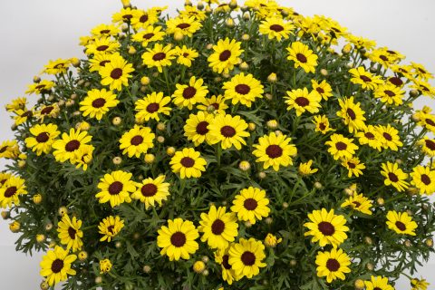 Grandaisy Yellow Improved