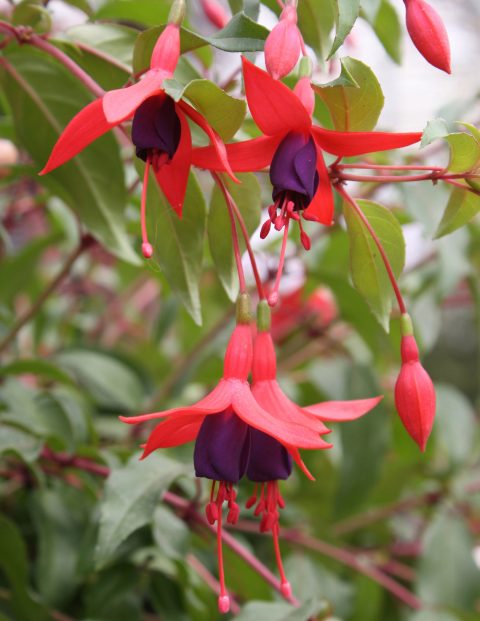 Fuchsia-Angel-Earrings-Cascading-002