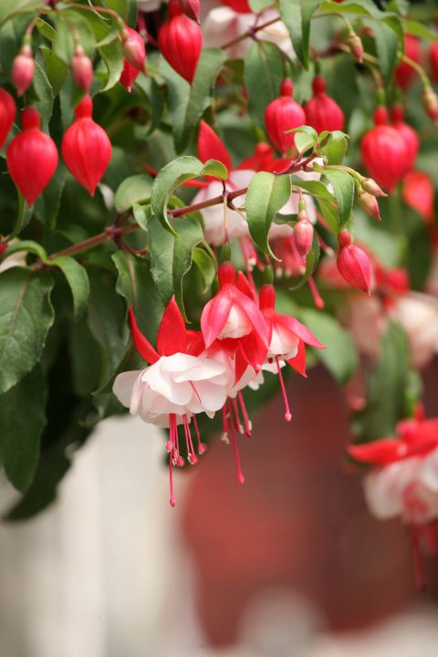 Fuchsia-Angel-Earrings-DoubleRed-001
