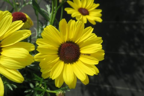 Grandaisy Yellow Improved
