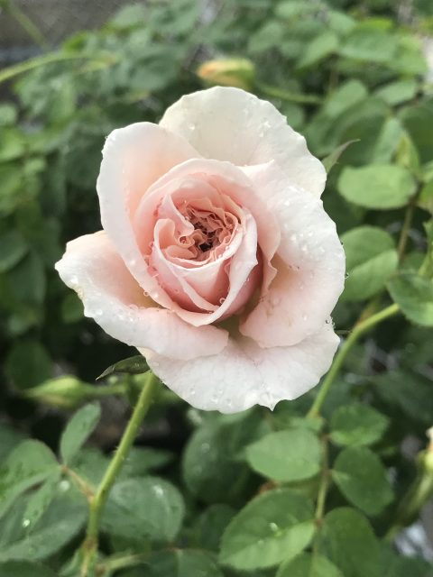 Rose-Brindabella-Dawn-004
