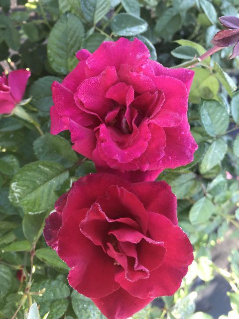 Rose-Brindabella-Empress-005