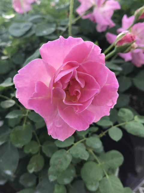 Rose-Brindabella-First-Lady-001