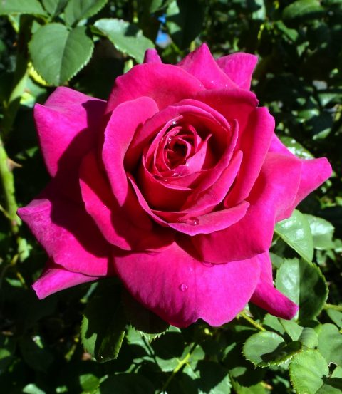 Rose-Brindabella-Purple-Prince-001
