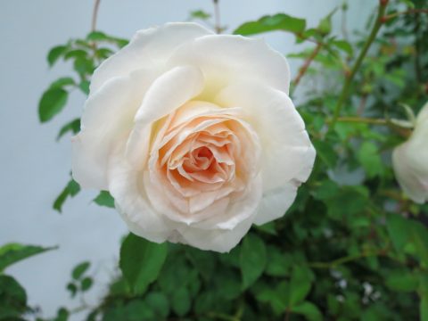 Rose-Brindabella-Touch-of-Pink-002