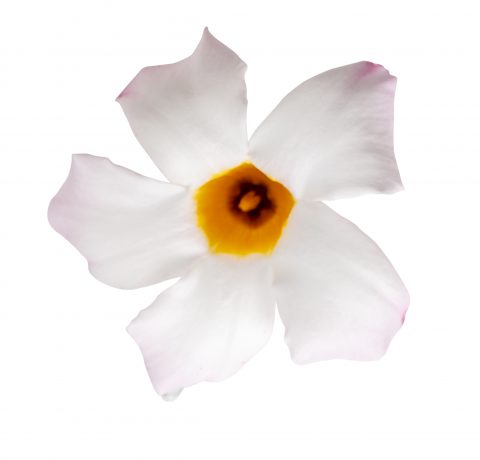 Mandevilla SunParasol Garden White_Z6S4099
