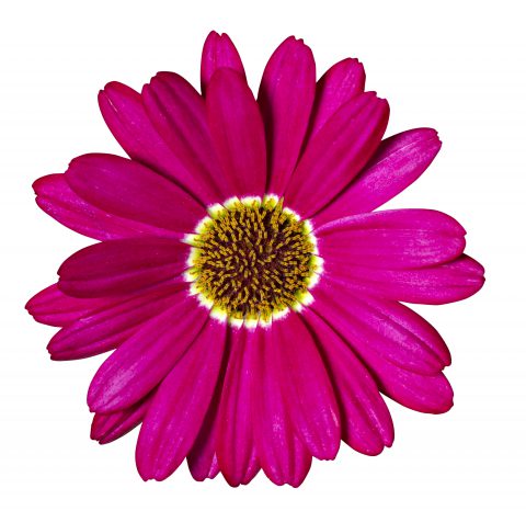 Argyranthemum Grandaisy Dark Pink_Z6S1940