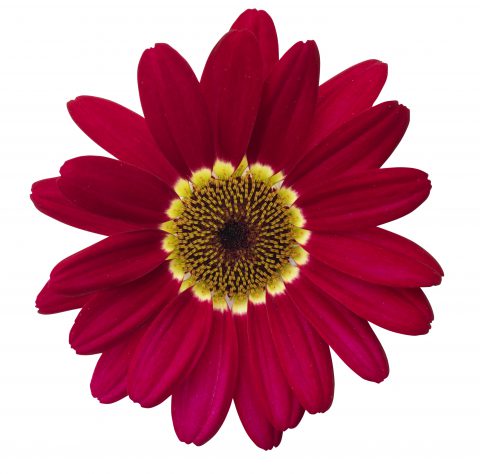 Argyranthemum Grandaisy Red Improved_Z6S2264
