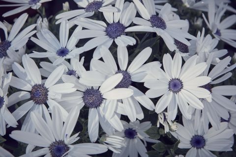 Pericallis-Senetti-White-001