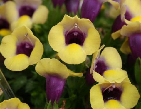 Torenia-Summer-Wave-Bouquet-Gold-001