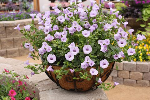 Torenia-Summer-Wave-Trailing-Large-Silver-301