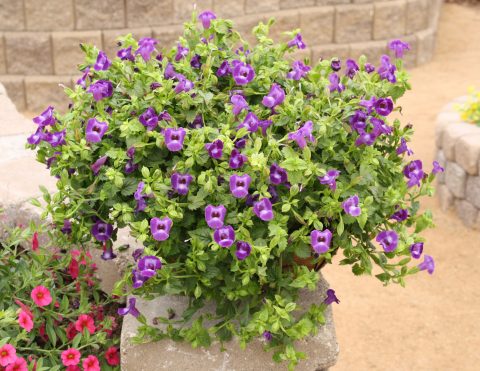 Torenia-Summer-Wave-Trailing-Large-Violet-301