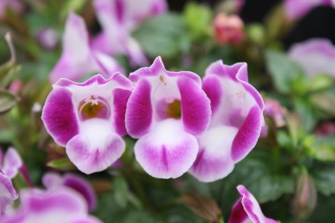 Torenia-Summe-Wave-Bouquet-Deep-Rose-001