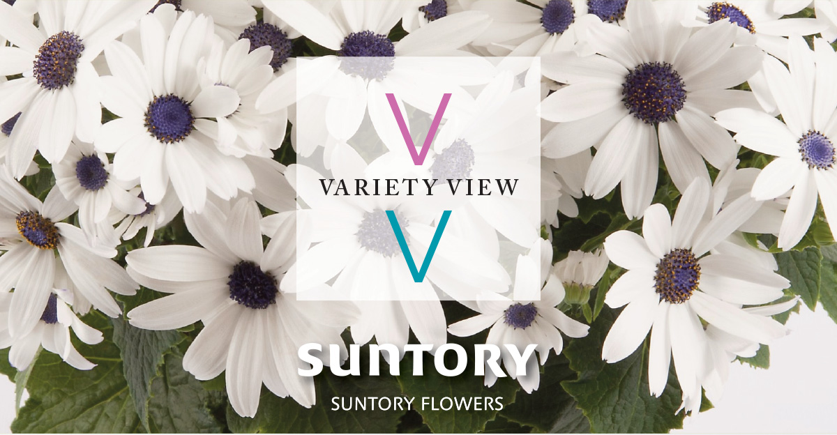 Suntory Flowers Variety View newsletter header image