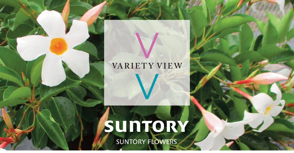 Suntory Flowers Variety View newsletter header image