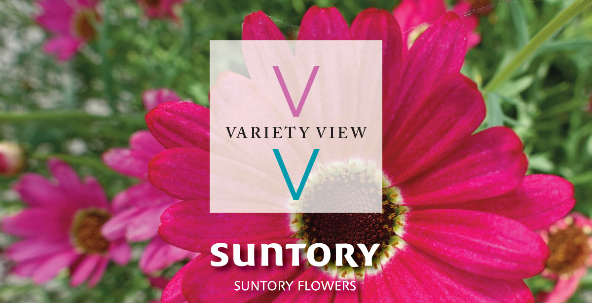 Suntory Flowers Variety View newsletter header image