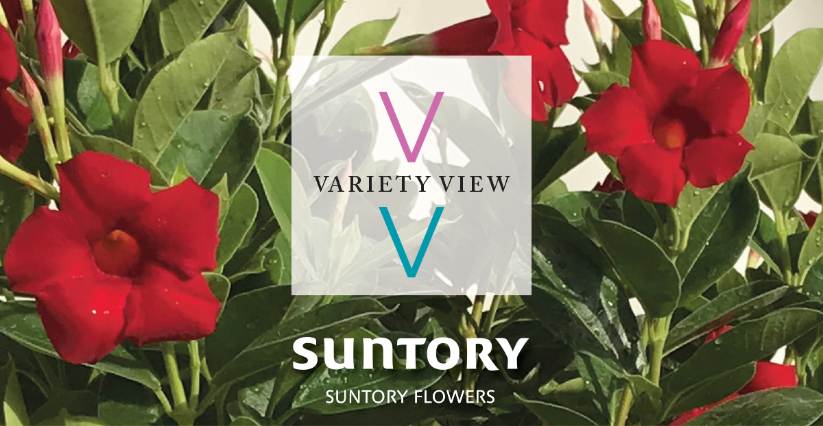 Suntory Flowers Variety View newsletter header image