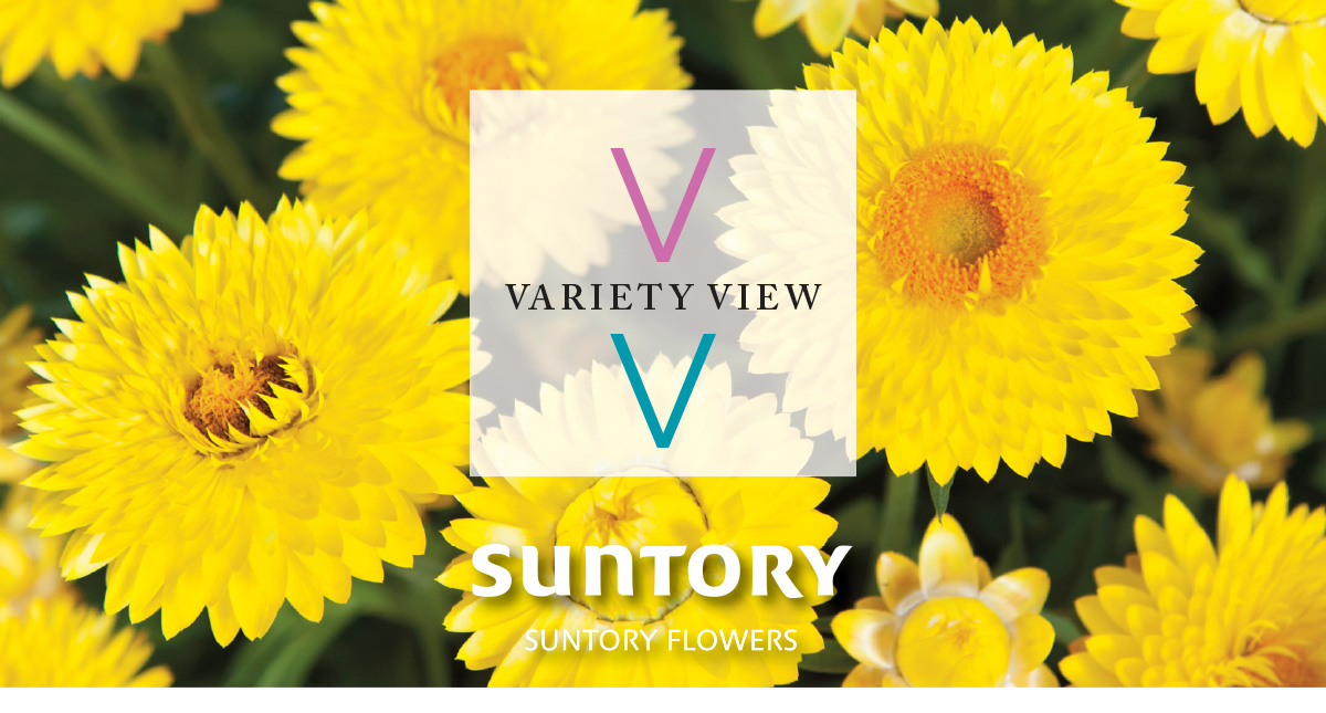 Suntory Flowers Variety View newsletter header image