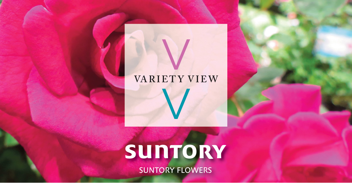Suntory Flowers variety View Brindabella Roses